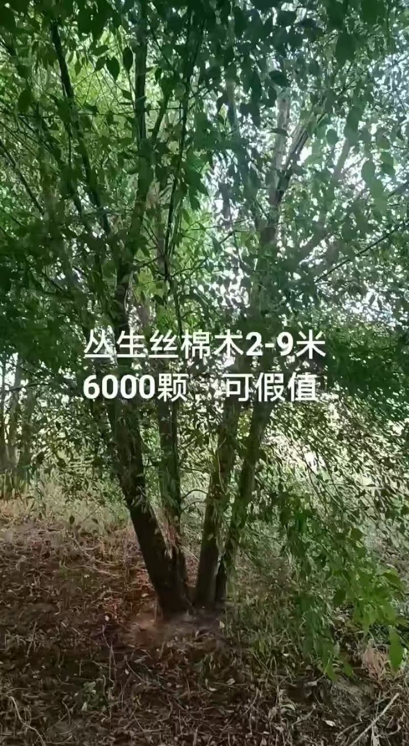 丛生丝棉木