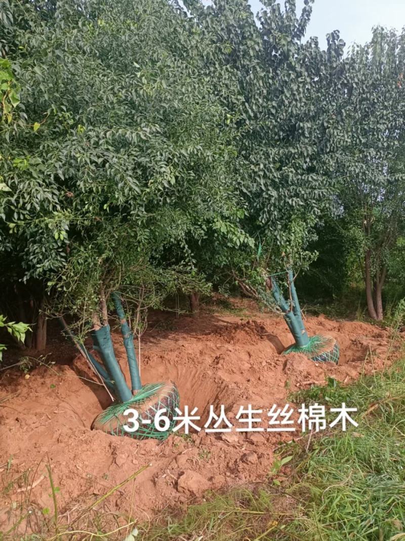 丛生丝棉木