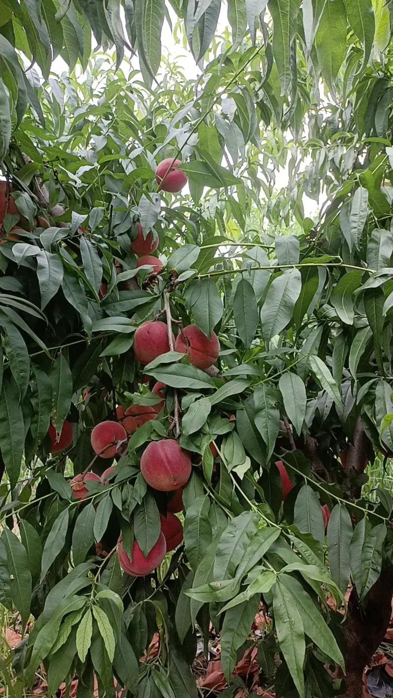 蟠桃，早红不软，12——7，自家桃园新鲜脆桃，欢迎各位