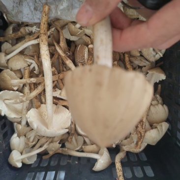 鸡枞菌，荔枝菌