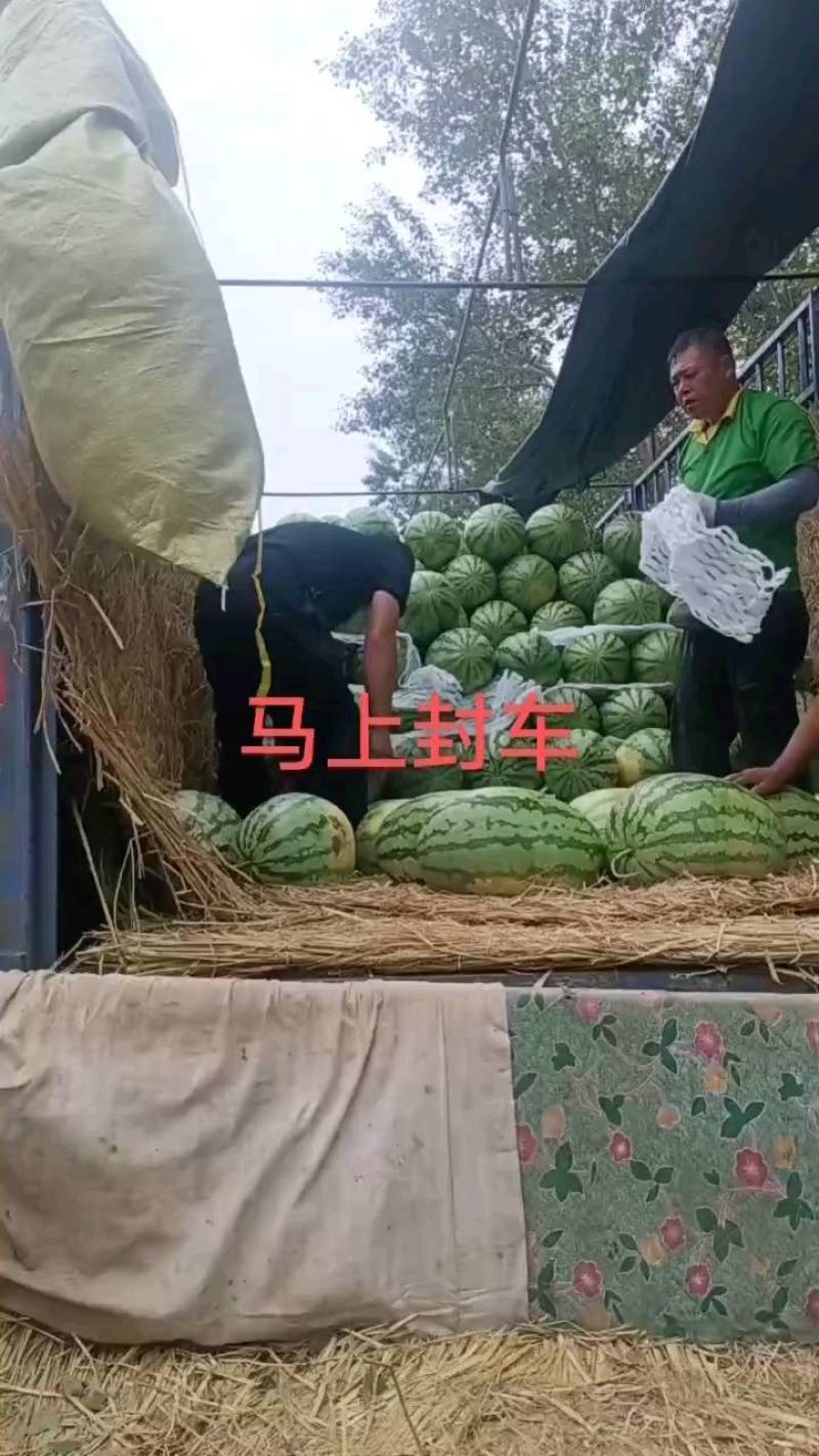 金城五西瓜