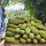 新鲜菠萝蜜产地直发，马来西亚一号，泰八货发全国一件代发。