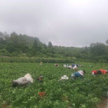 贵州安顺各种辣椒