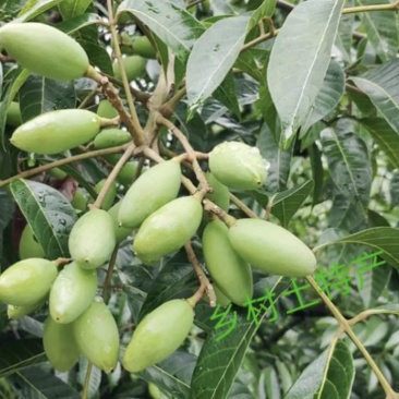产地直发新鲜橄榄泡水泡茶煲汤泡酒青果果园现摘现发
