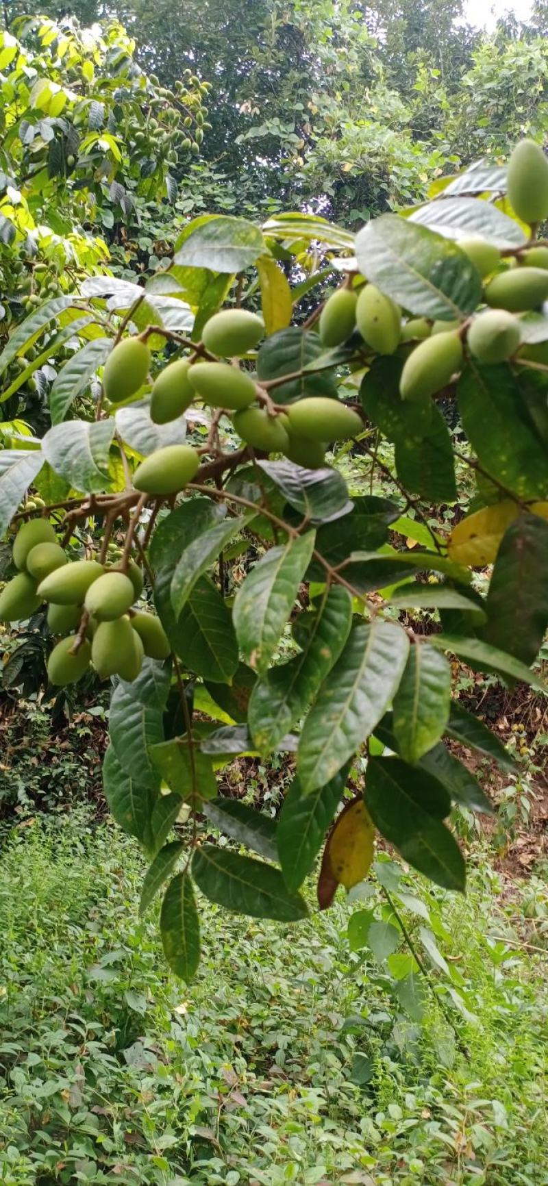 产地直发新鲜橄榄泡水泡茶煲汤泡酒青果果园现摘现发