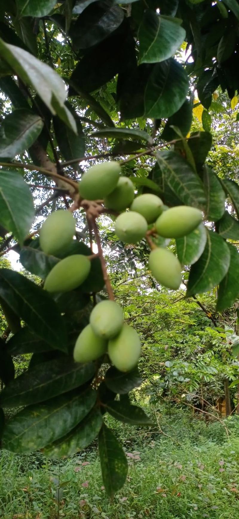 产地直发新鲜橄榄泡水泡茶煲汤泡酒青果果园现摘现发