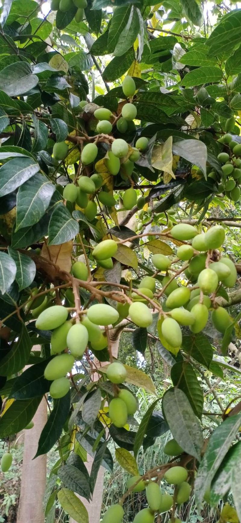 产地直发新鲜橄榄泡水泡茶煲汤泡酒青果果园现摘现发
