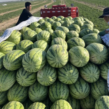 新疆西瓜，金城系列，持续发货中，昌吉，奎屯产区批量供应！