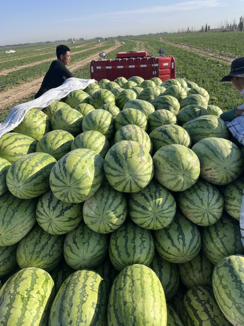 新疆西瓜，金城系列，持续发货中，昌吉，奎屯产区批量供应！