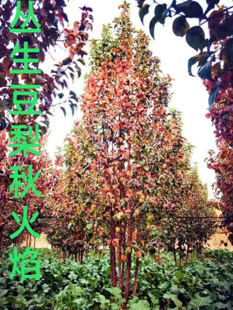 苗木销售