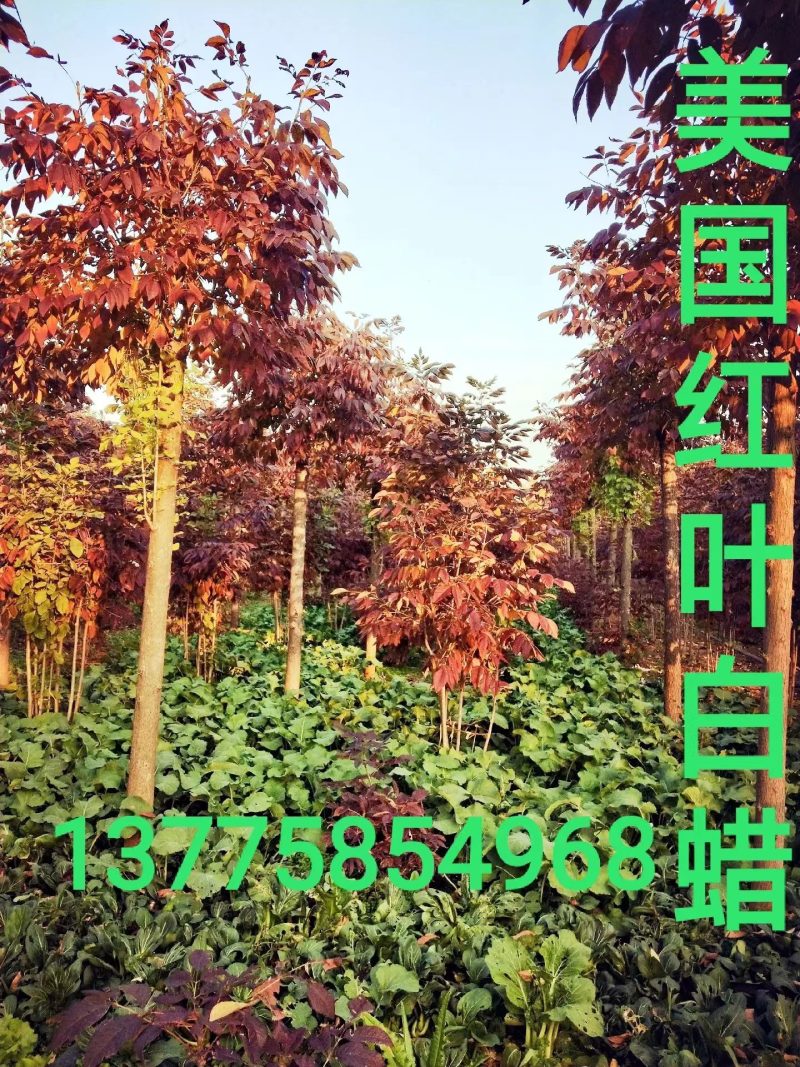 苗木销售
