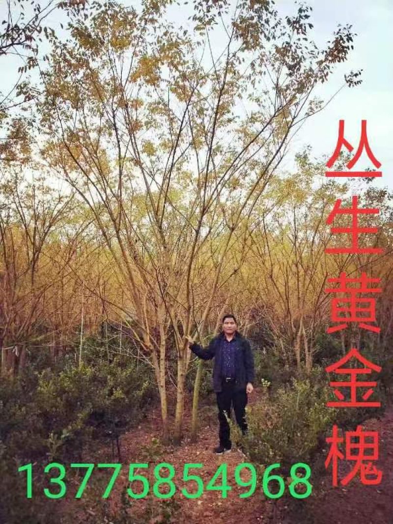 苗木销售