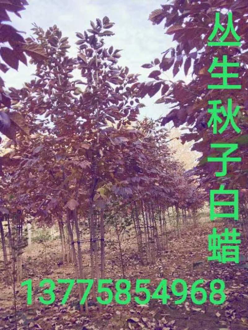苗木销售
