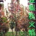 苗木销售