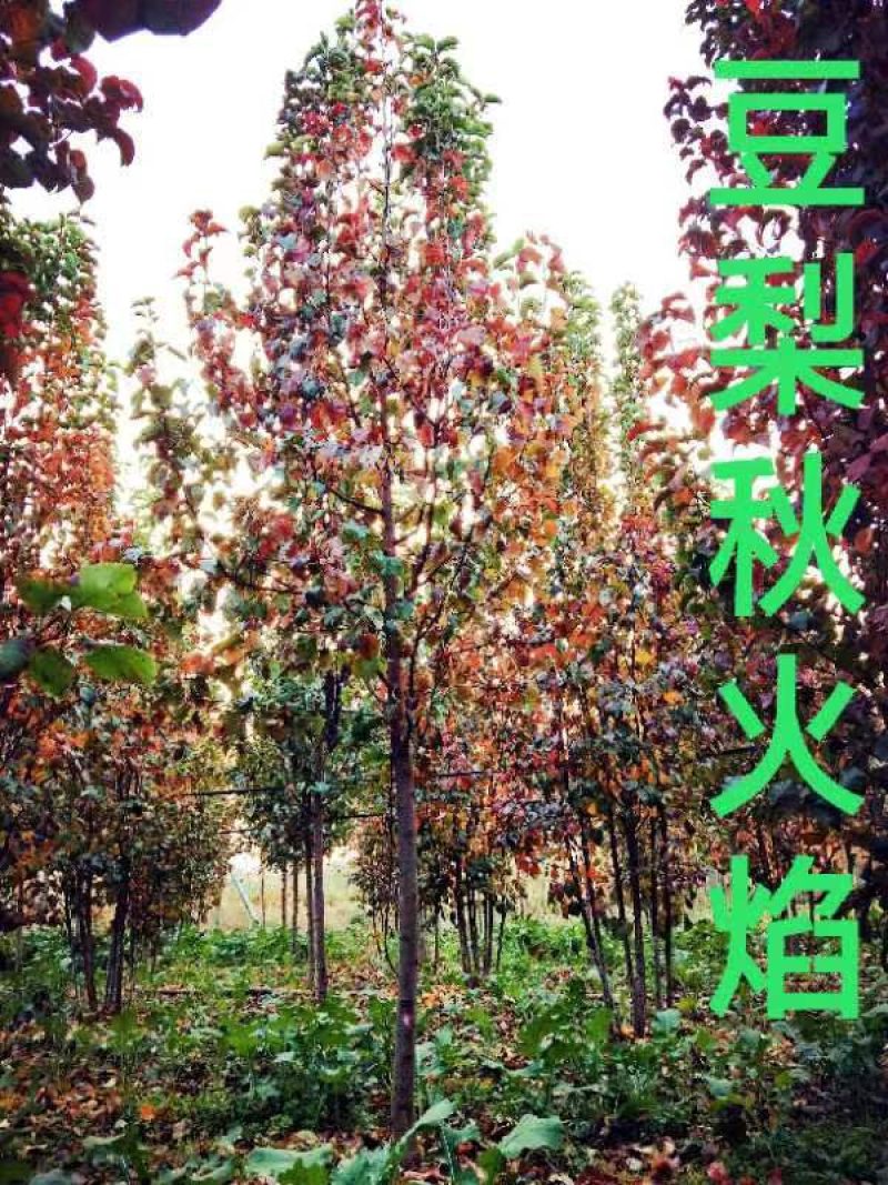 苗木销售