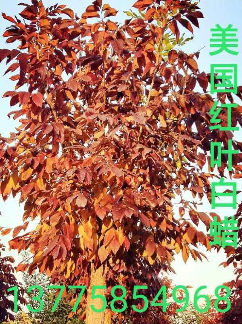 苗木销售
