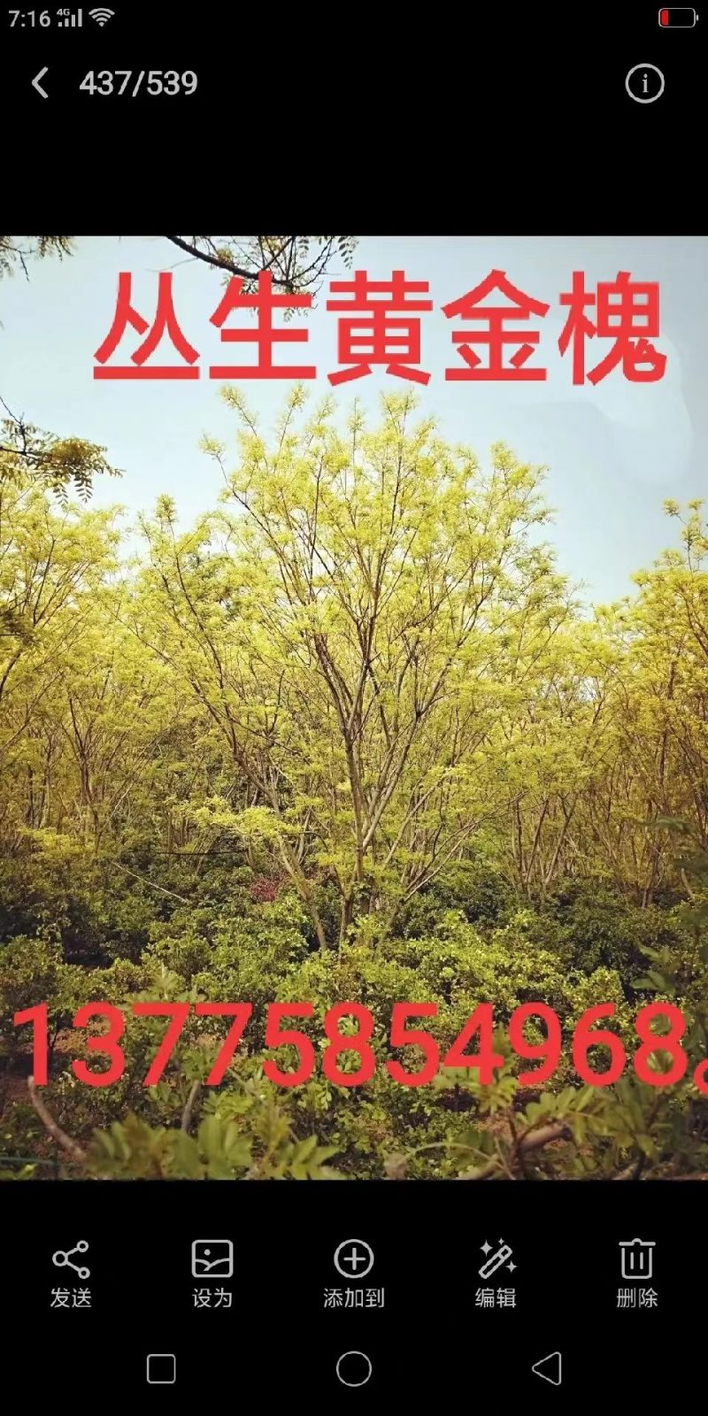 苗木销售