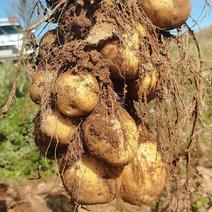 高原自种原生态马铃薯