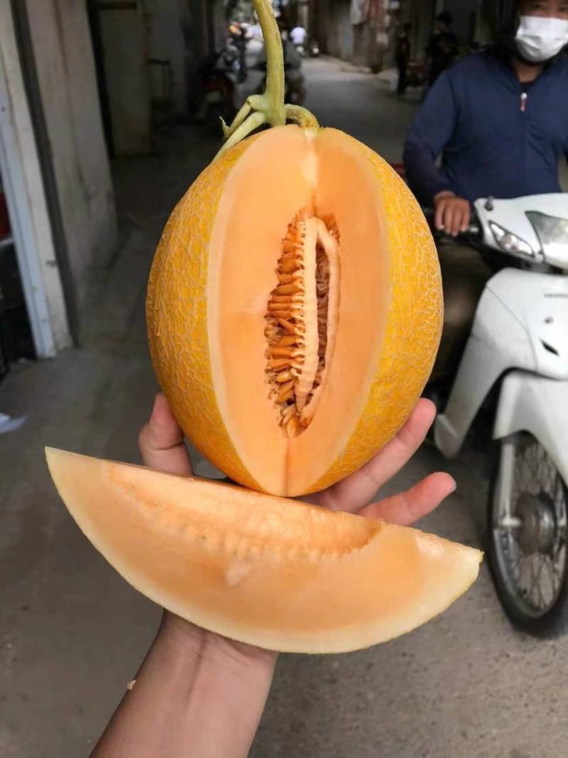 精品金色年华，大量上市，猛哥果业欢迎老板订购直发