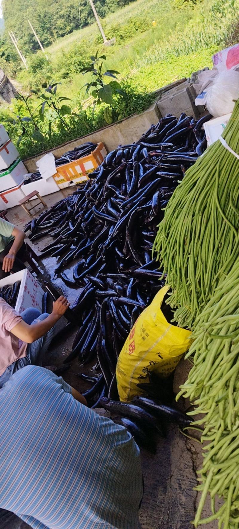 豇豆，长茄，线椒，艳白黄瓜，密刺黄瓜芜湖椒