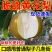 黄花梨基地直供个头大水分足口感细腻可供超市电商