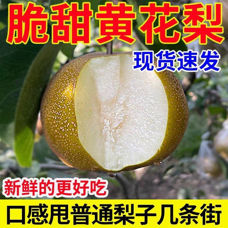 黄花梨基地直供个头大水分足口感细腻可供超市电商
