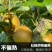 黄花梨基地直供个头大水分足口感细腻可供超市电商