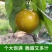 黄花梨基地直供个头大水分足口感细腻可供超市电商