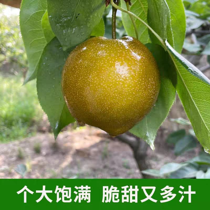 黄花梨基地直供个头大水分足口感细腻可供超市电商