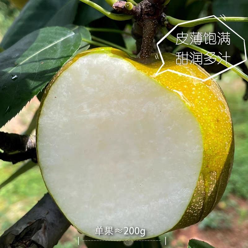 黄花梨基地直供个头大水分足口感细腻可供超市电商