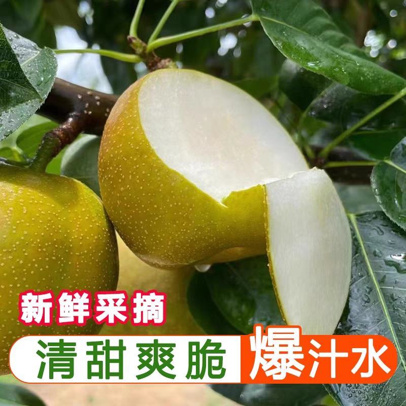 黄花梨基地直供个头大水分足口感细腻可供超市电商