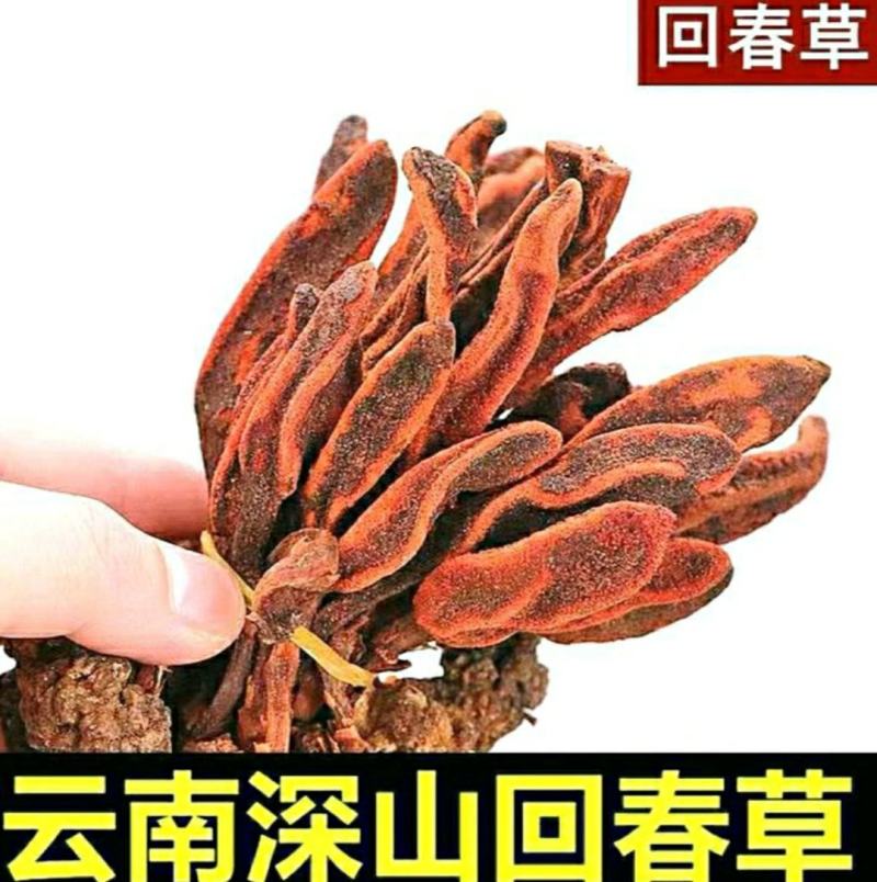 回春草中药材云南野生回春草泡酒泡茶煲汤保质保量包邮