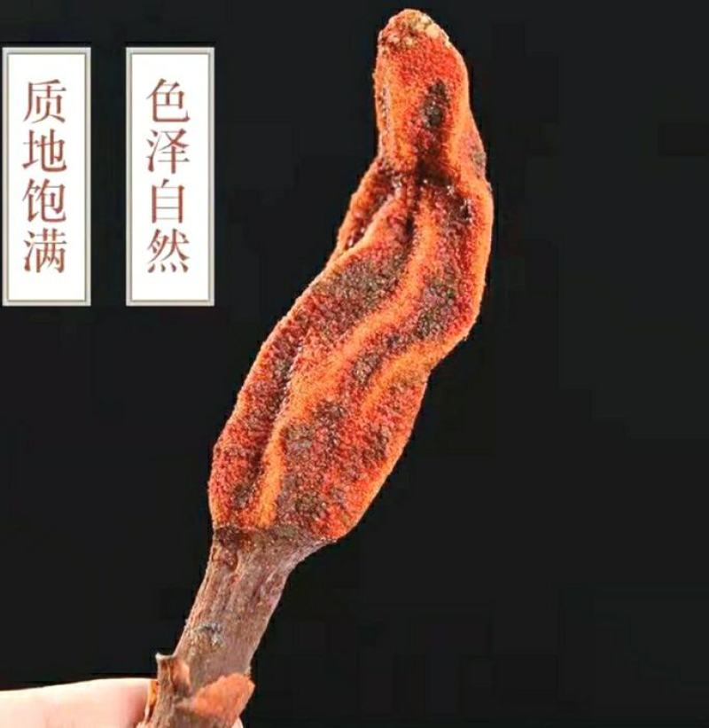 回春草中药材云南野生回春草泡酒泡茶煲汤保质保量包邮