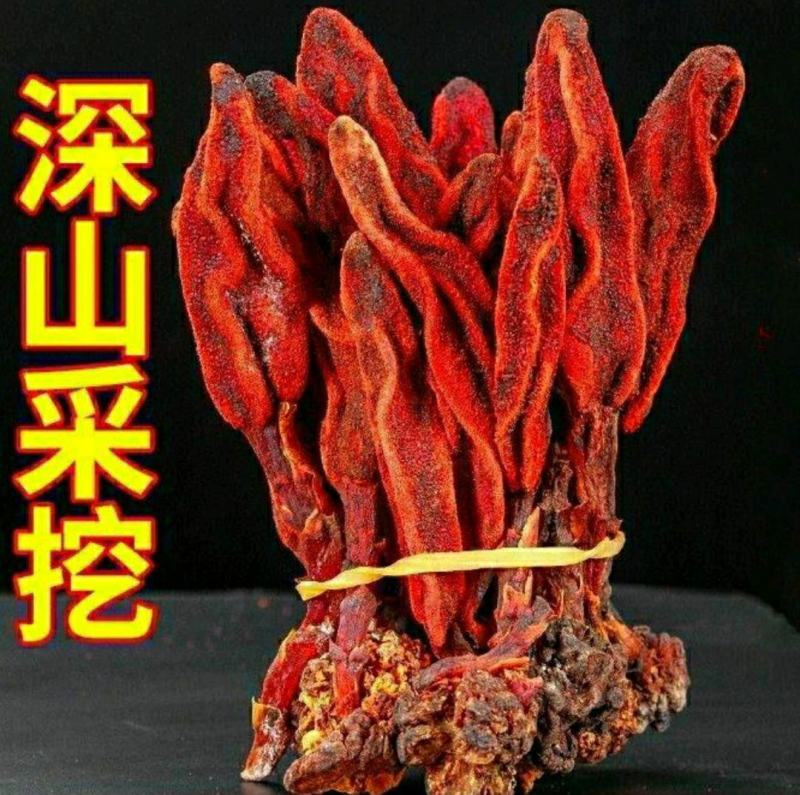 回春草中药材云南野生回春草泡酒泡茶煲汤保质保量包邮
