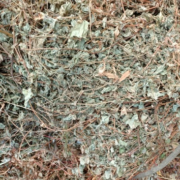 杠板归蛇倒退河白草新货自然晒干2023批发