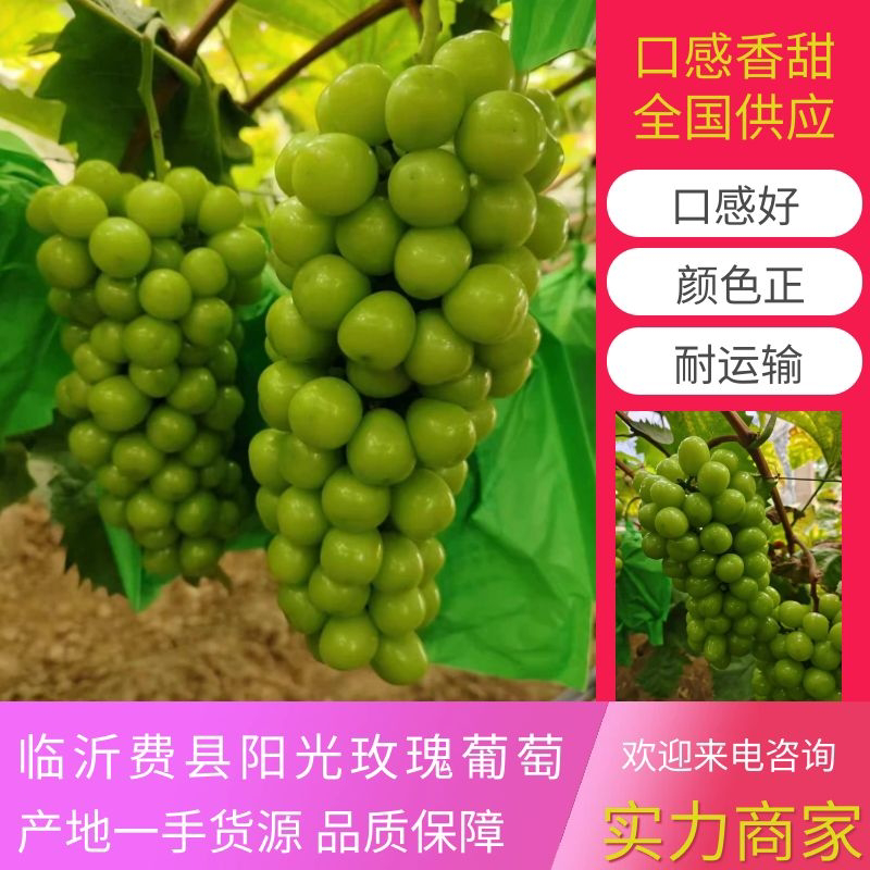 山东临沂葡萄阳光玫瑰葡萄品质保障价格便宜全国供应