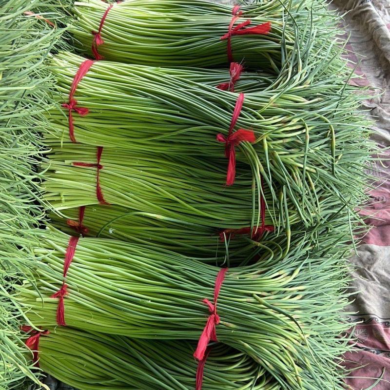 世界大蒜看金乡，金乡本地精品红帽蒜苔大量上市！需要的老板