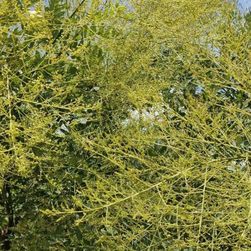 槐米