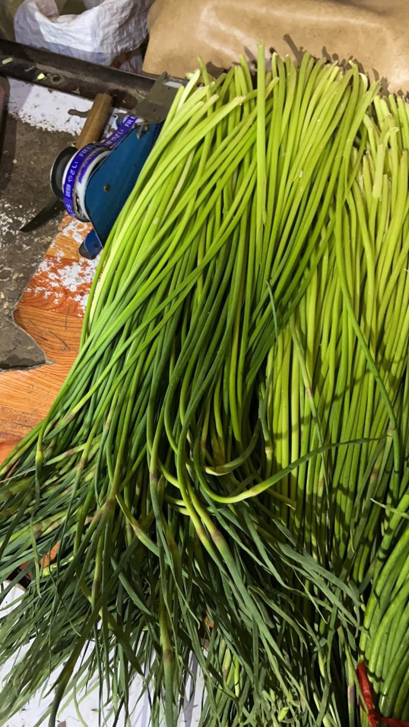 世界大蒜看金乡，金乡本地精品红帽蒜苔大量上市！需要的老板
