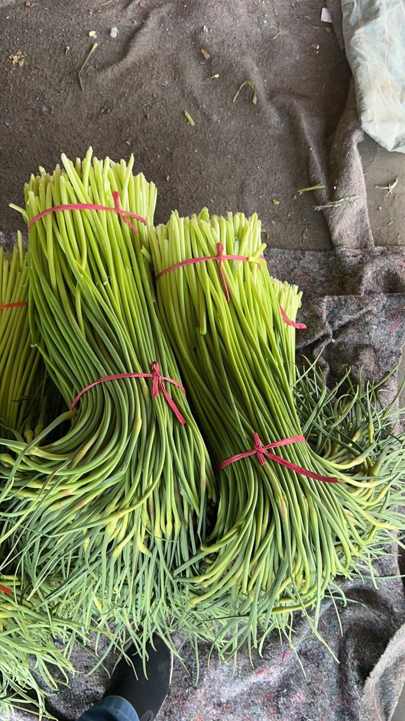 世界大蒜看金乡，金乡本地精品红帽蒜苔大量上市！需要的老板