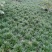 玉龙草大量供应，产地直发，一手货源，价格优惠