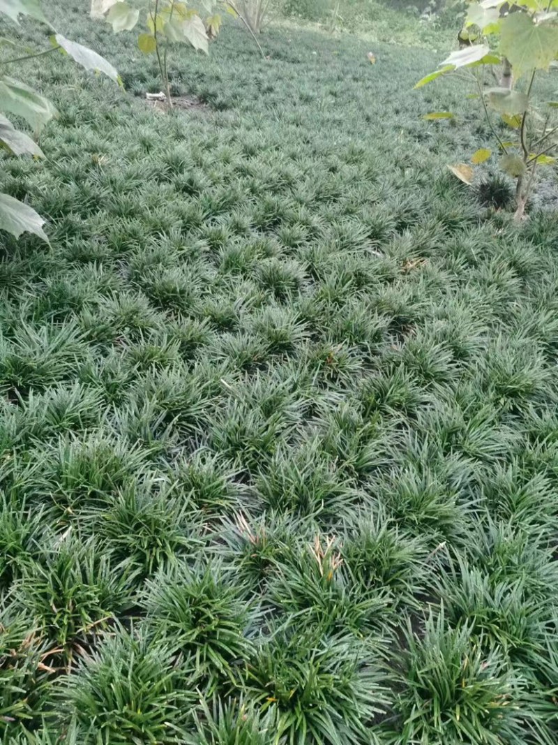玉龙草大量供应，产地直发，一手货源，价格优惠