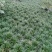 玉龙草大量供应，产地直发，一手货源，价格优惠