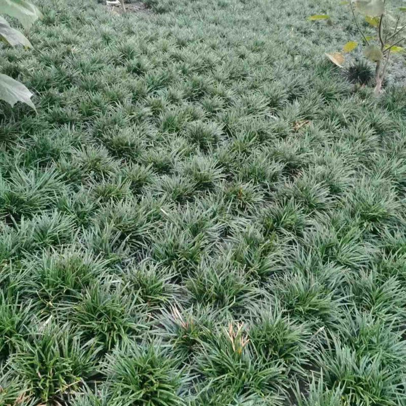 玉龙草大量供应，产地直发，一手货源，价格优惠