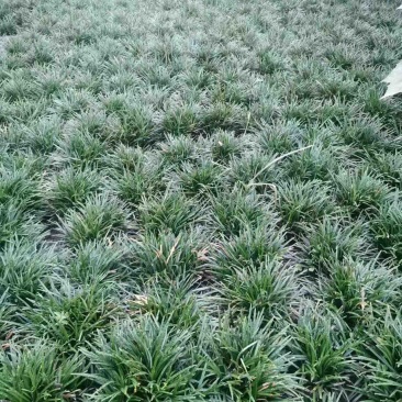玉龙草批发大量供应，一手货源，产地直发，价格优惠