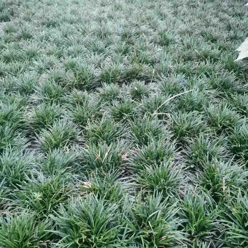 玉龙草批发大量供应，一手货源，产地直发，价格优惠