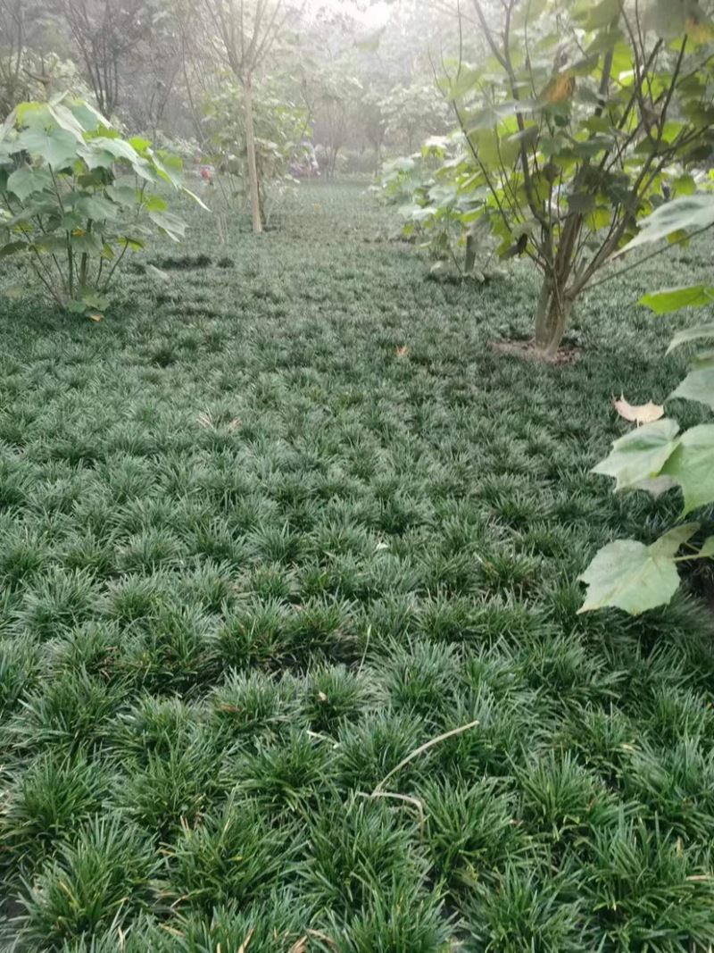 玉龙草批发大量供应，一手货源，产地直发，价格优惠