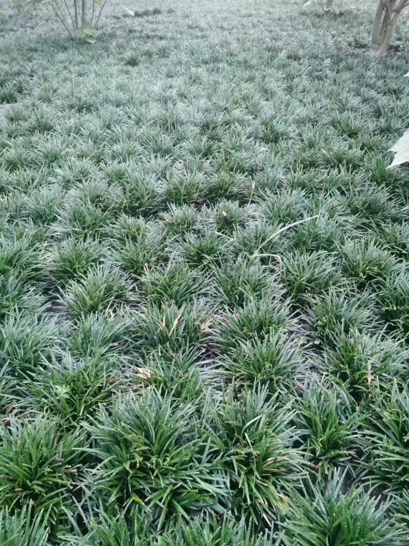 玉龙草批发大量供应，一手货源，产地直发，价格优惠