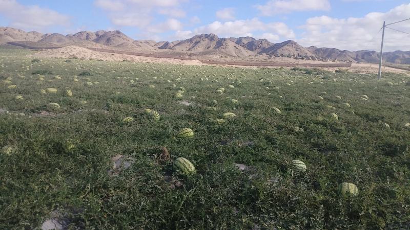 【优选】西瓜宁夏硒砂瓜产地发货保质保量直接上车