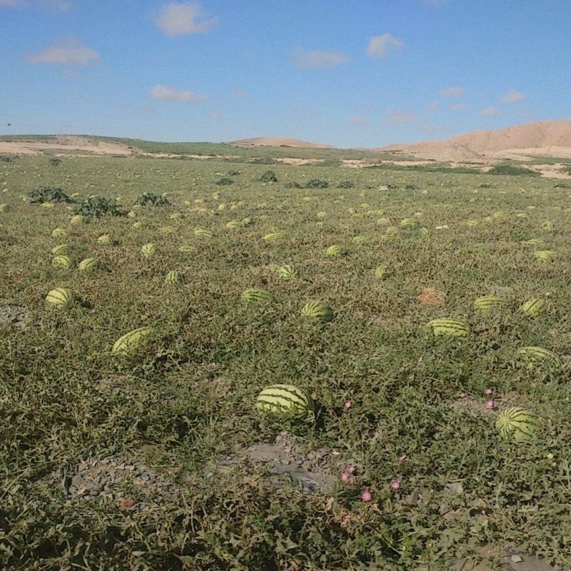 硒砂瓜产地直发货源充足保质保量直接地头上车